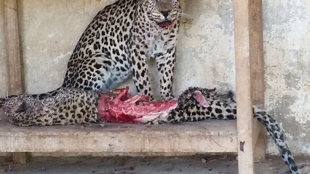 Un leopardo macho se come su compañera en un zoológico en Taiz