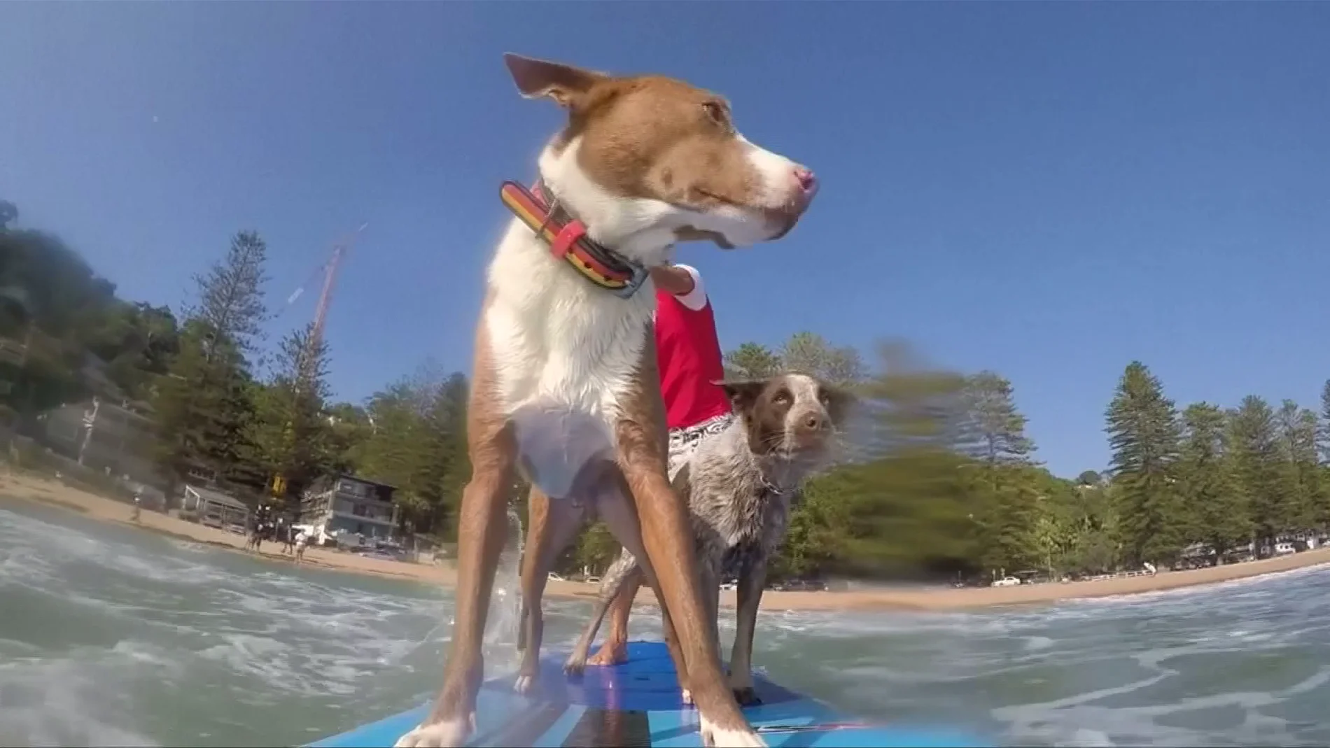 Perros surfeando