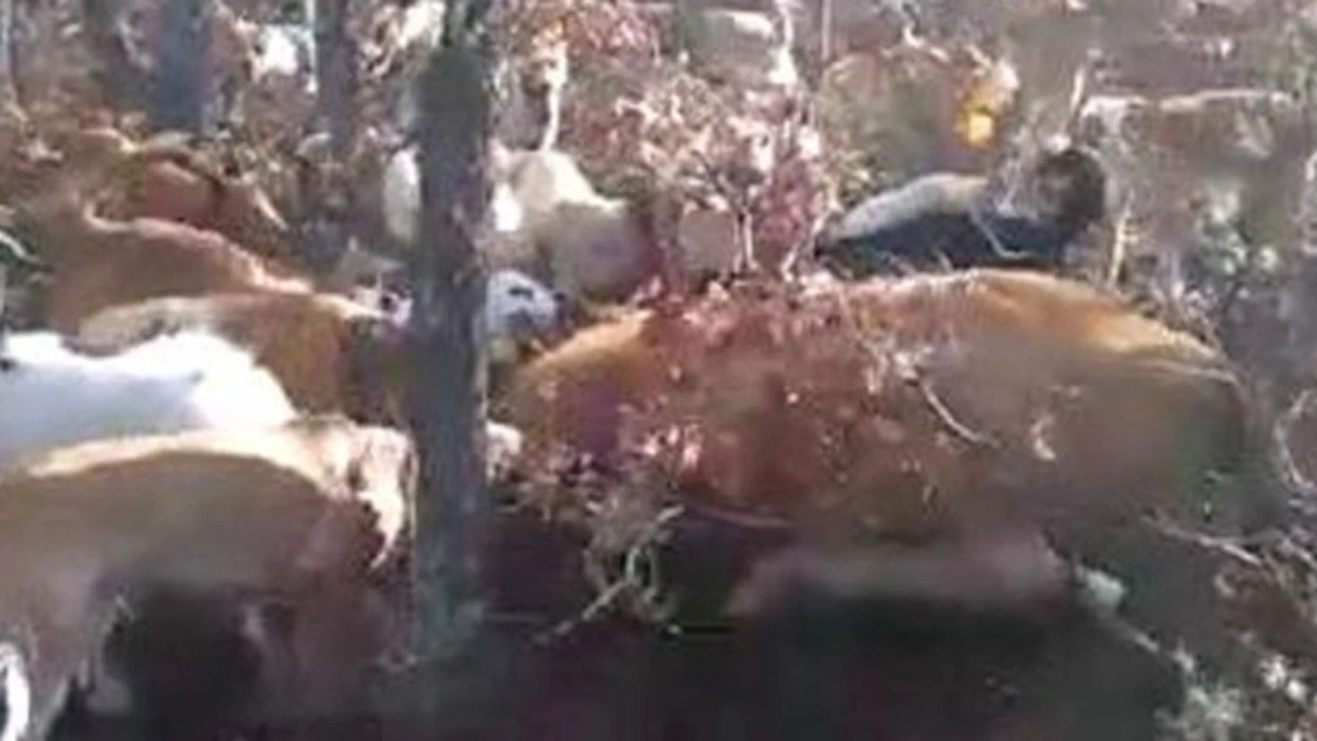 Imagen de la jauría de perros acosando a la vaca