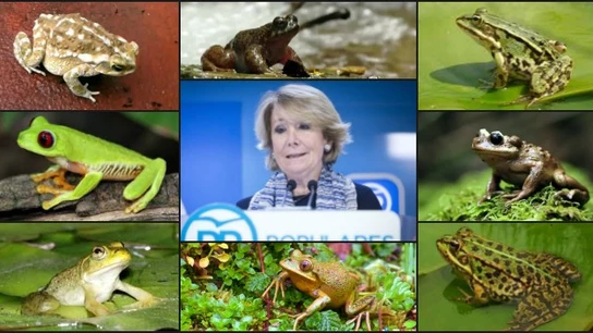 Esperanza Aguire y las ranas Esperanza Aguire y las ranas