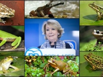 Esperanza Aguire y las ranas Esperanza Aguire y las ranas