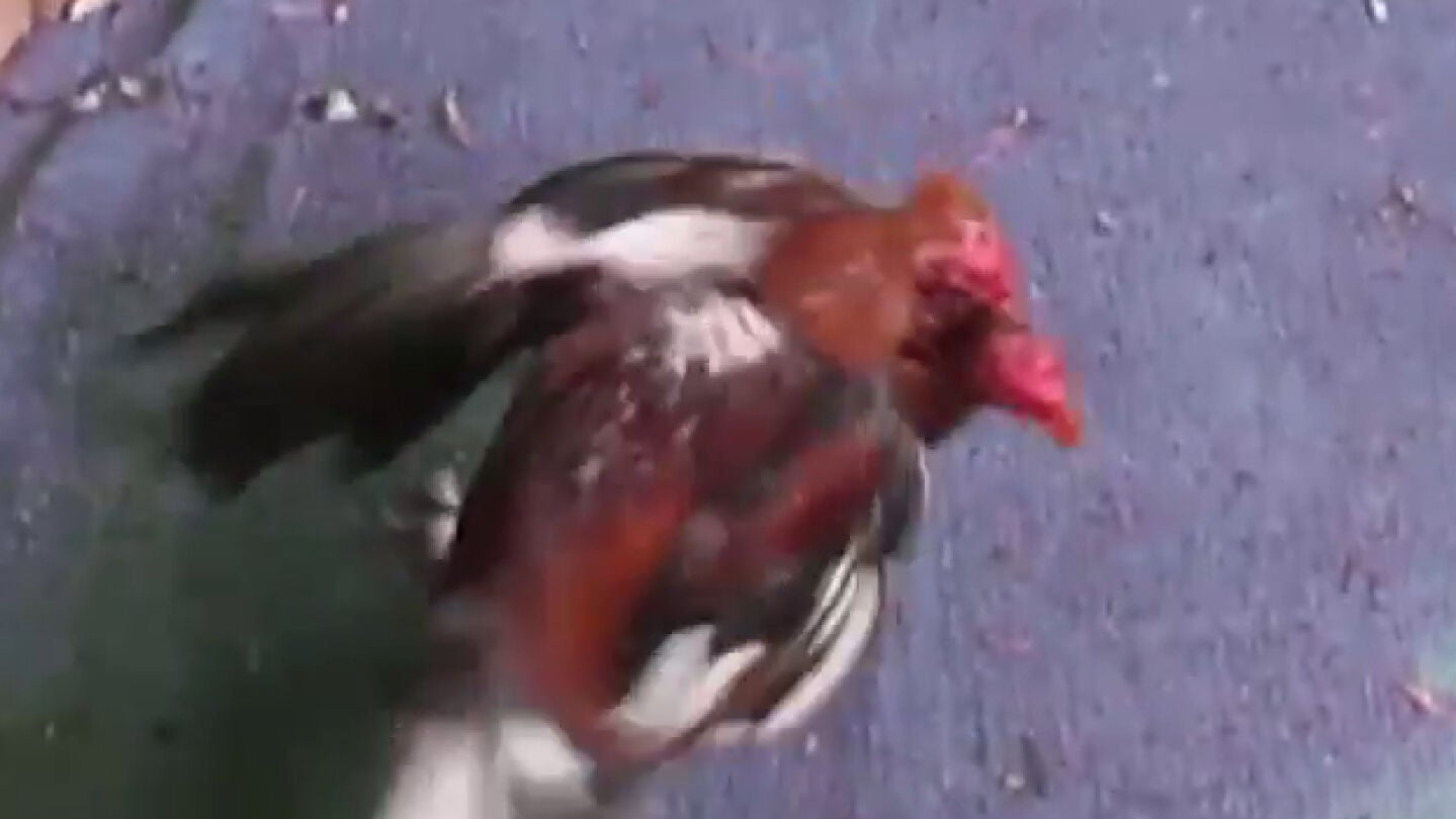 Imagen de la pelea de gallos