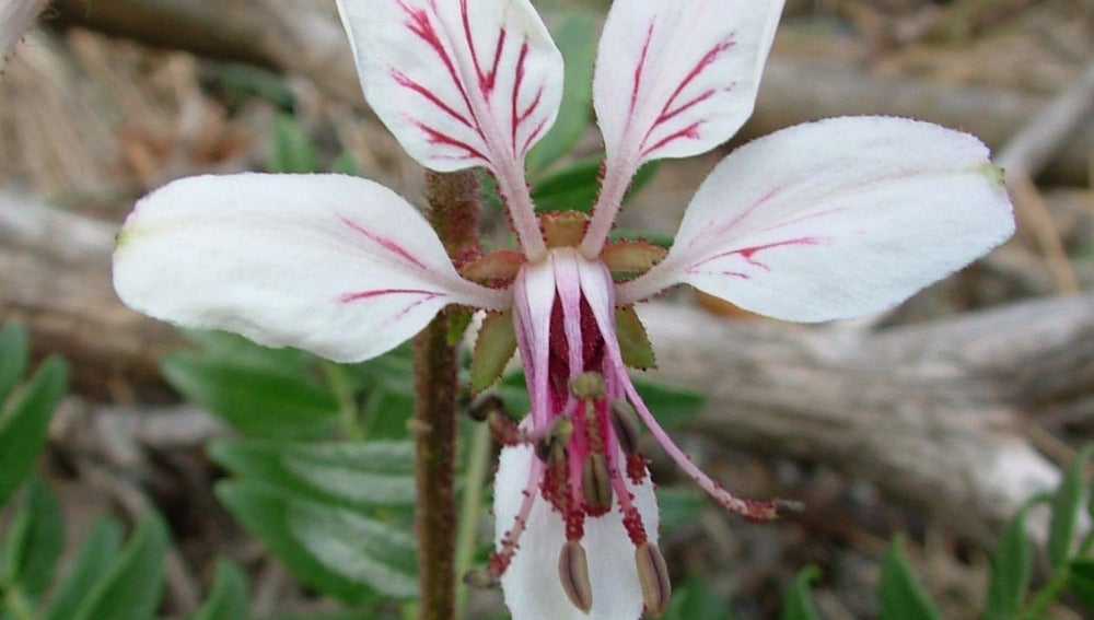 Cinco Especies De Plantas Medicinales Distintas Tenian El Mismo