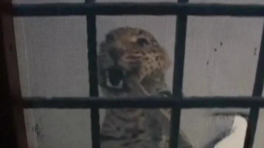 Imagen de la captura del leopardo Imagen de la captura del leopardo