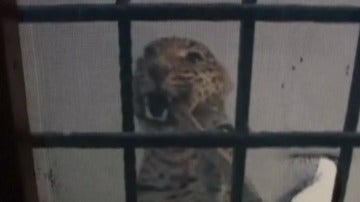 Imagen de la captura del leopardo