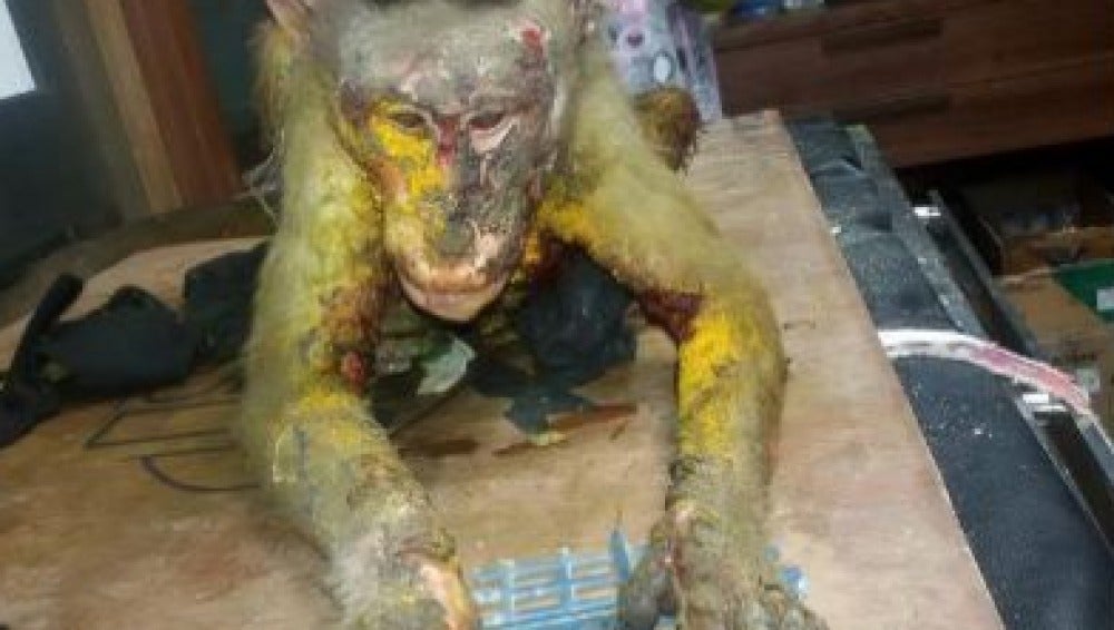 Mono con quemaduras de ácido