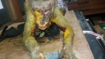 Mono con quemaduras de ácido