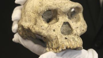 Cráneo de un homínido - Imagen de archivo