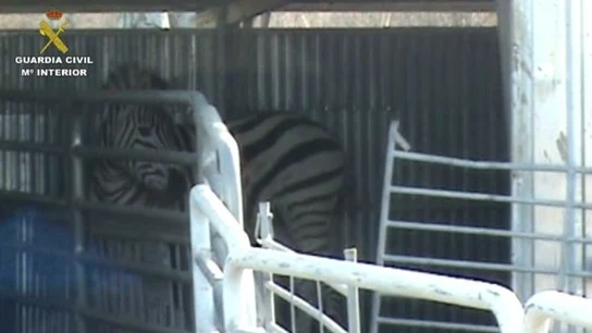 Imagen de una de las cebras enfermas Imagen de una de las cebras enfermas