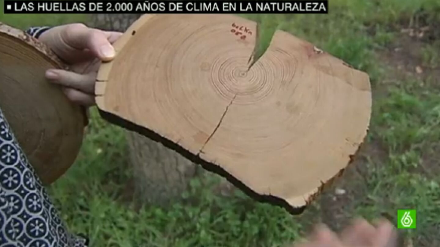 Imagen del anillo de un &aacute;rbol