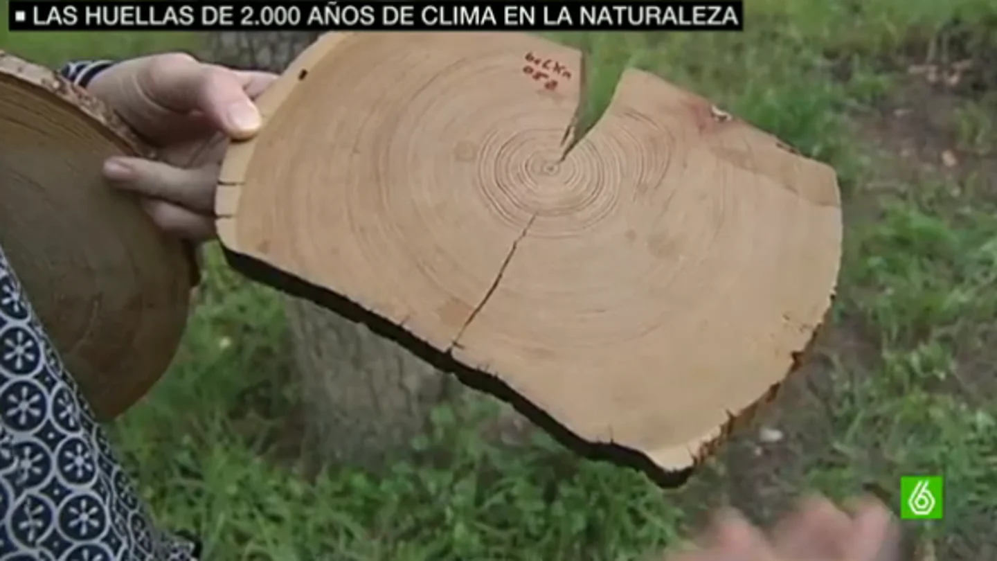 Imagen del anillo de un árbol Imagen del anillo de un árbol