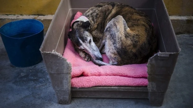 Un galgo descansando