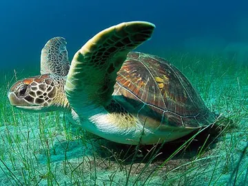 Imagen de archivo de una tortuga verde marina Imagen de archivo de una tortuga verde marina