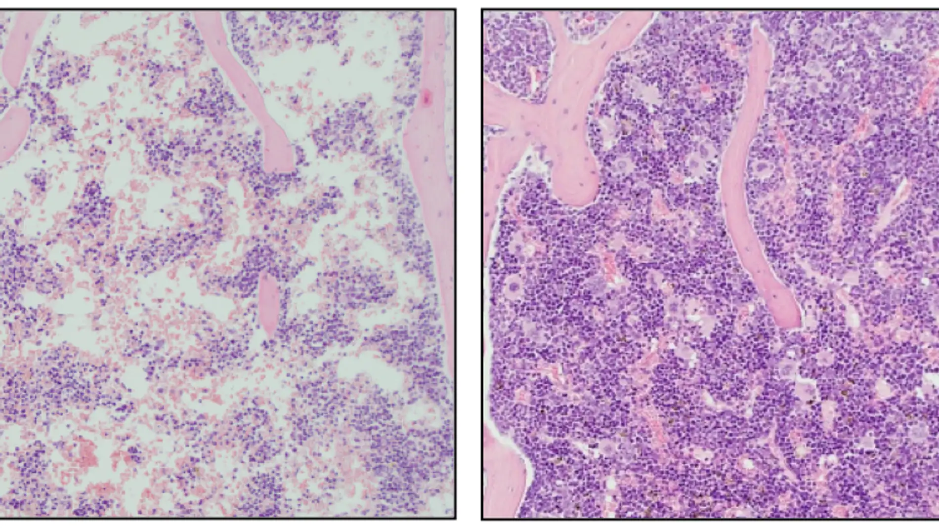 CNIO image