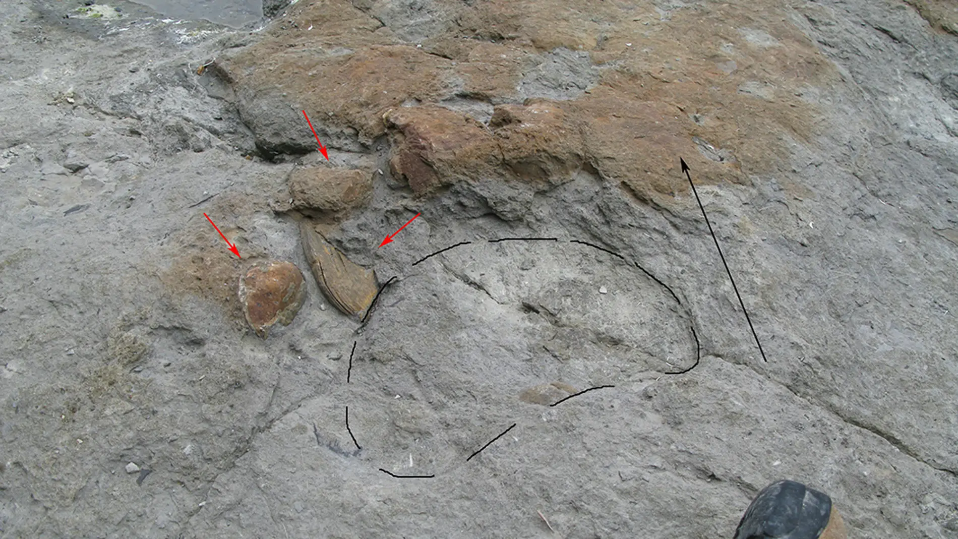 Las huellas de dinosaurios saurópodos