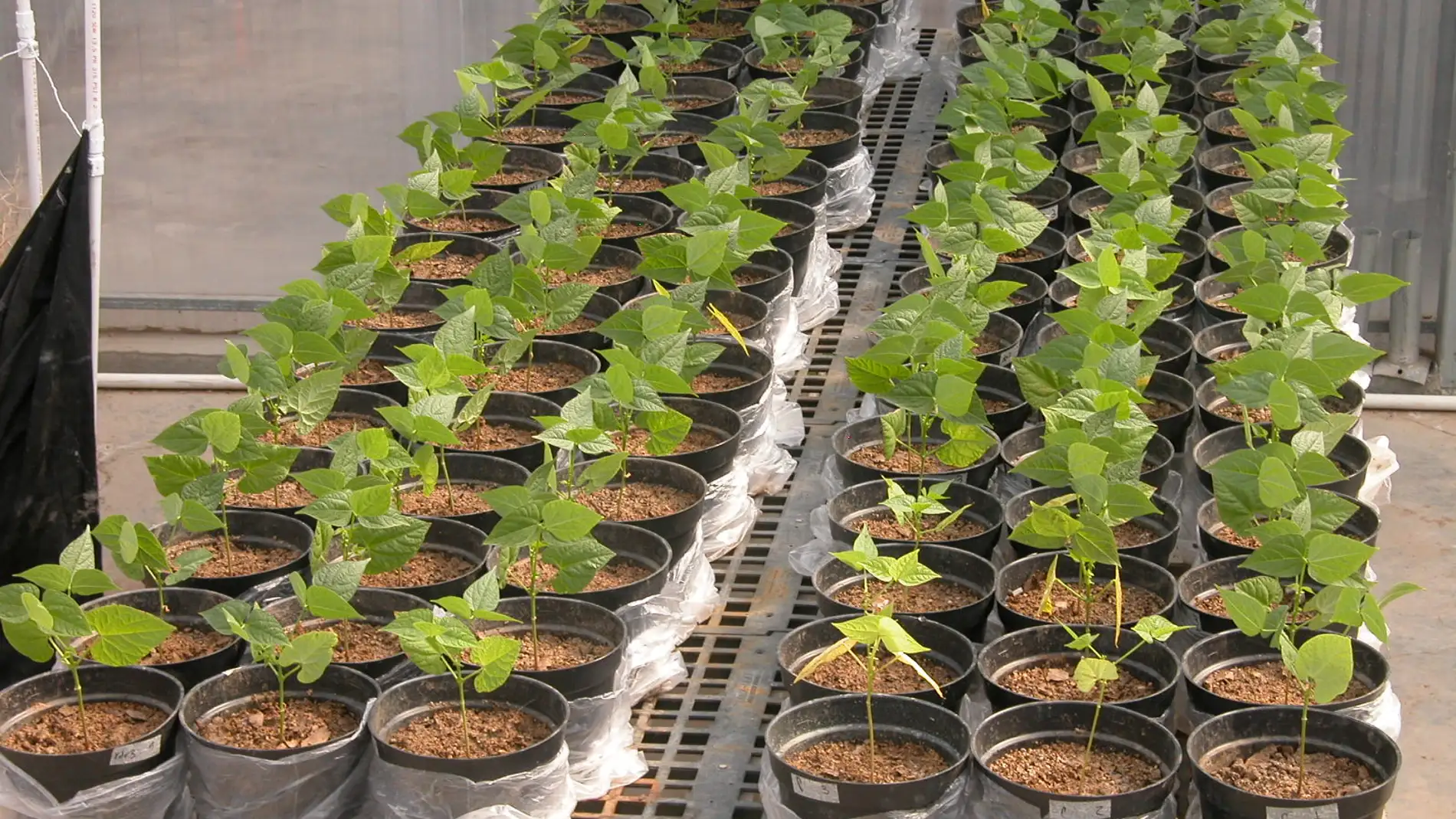 Phaseolus_plant