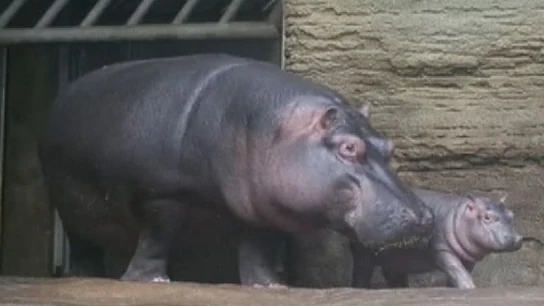 Imagen del bebé hipopótamo y su madre Imagen del bebé hipopótamo y su madre