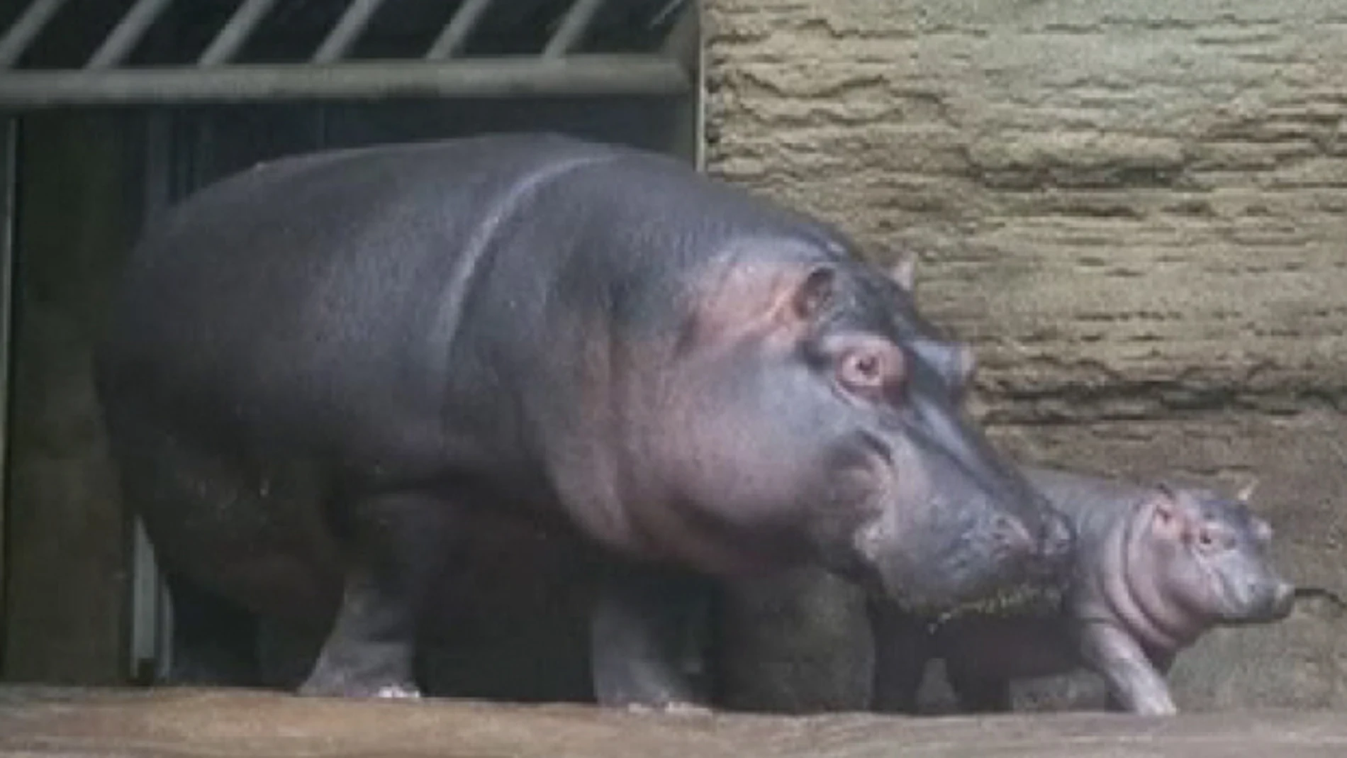 Imagen del bebé hipopótamo y su madre