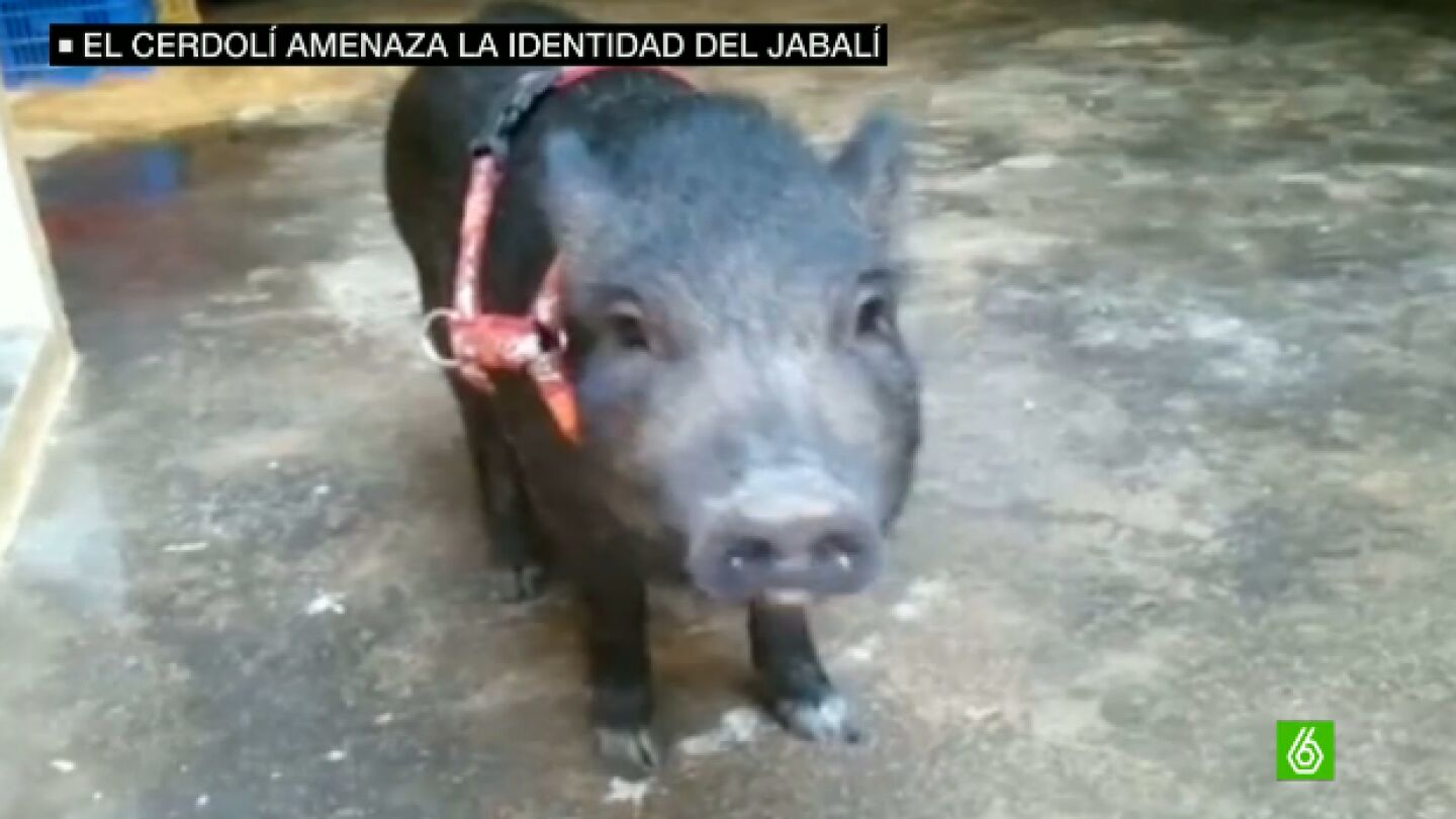 Cerdol&iacute;, mezcla de cerdo vietnamita y jabal&iacute;