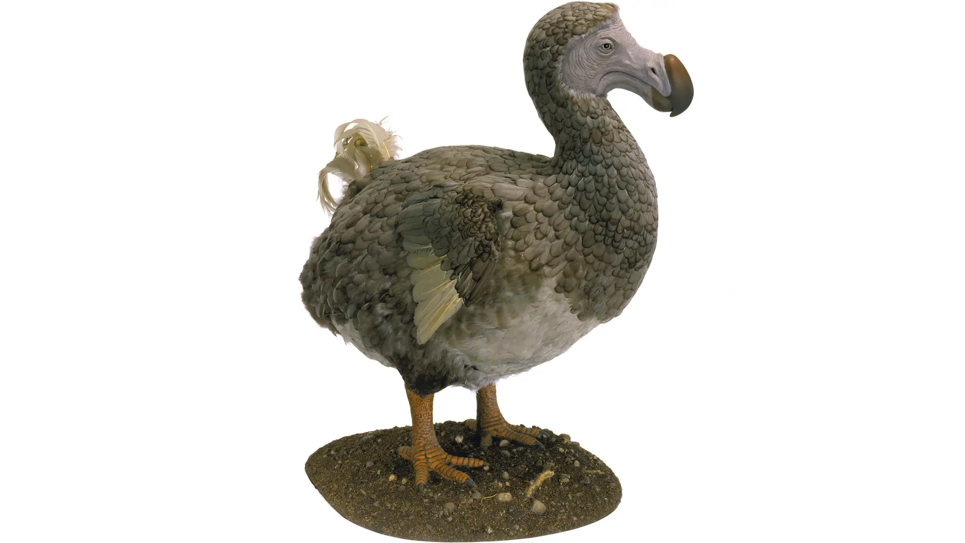 Pájaro Dodo