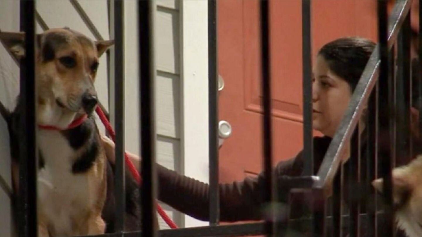 Imagen del animal esperando a su due&ntilde;o