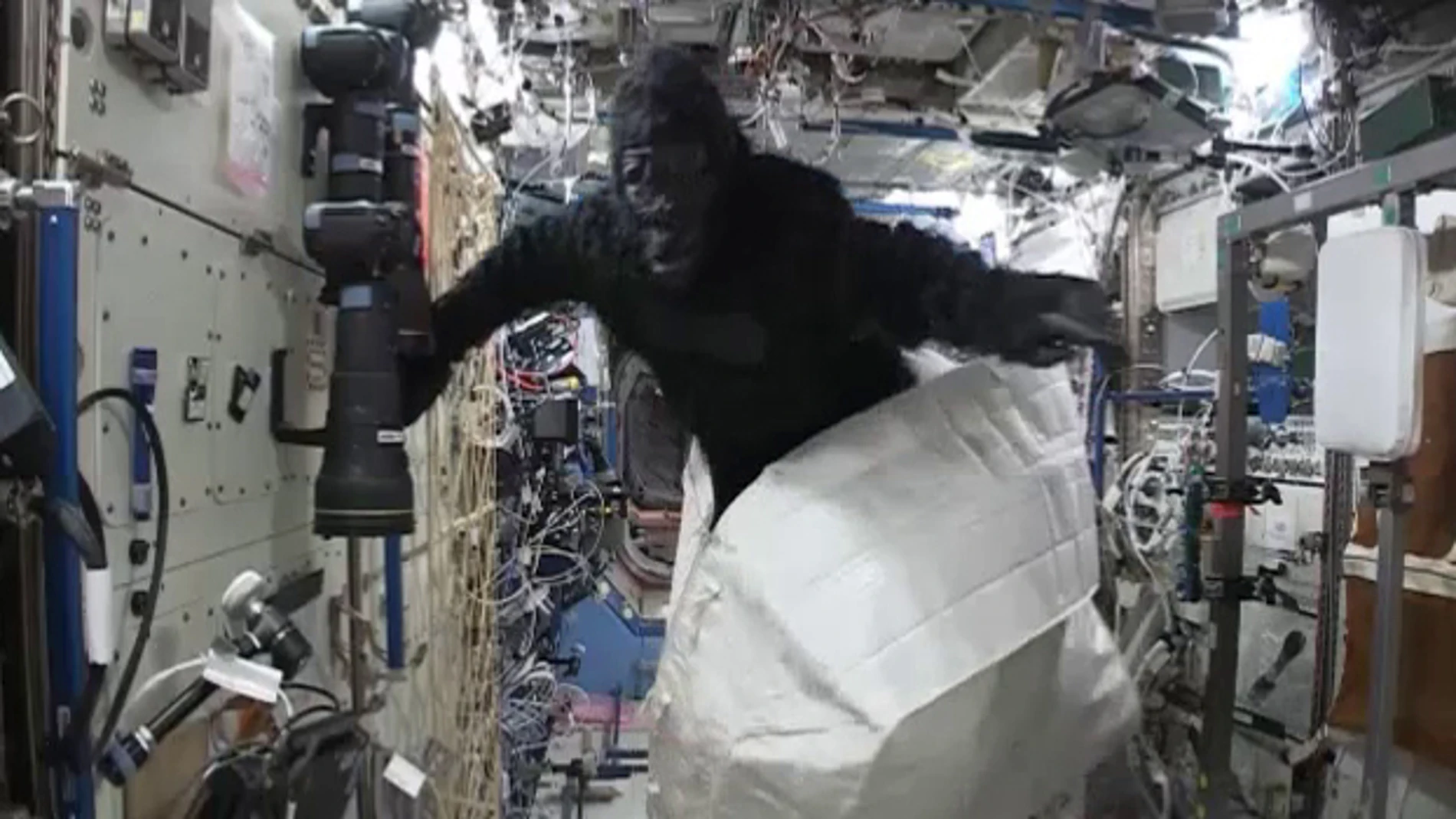 Gorila saliendo de la cajaj en la Estación Espacial Internacional