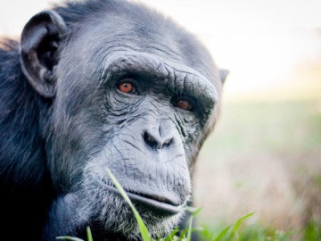 Uno de los chimpancés rehabilitados en la Fundación Mona