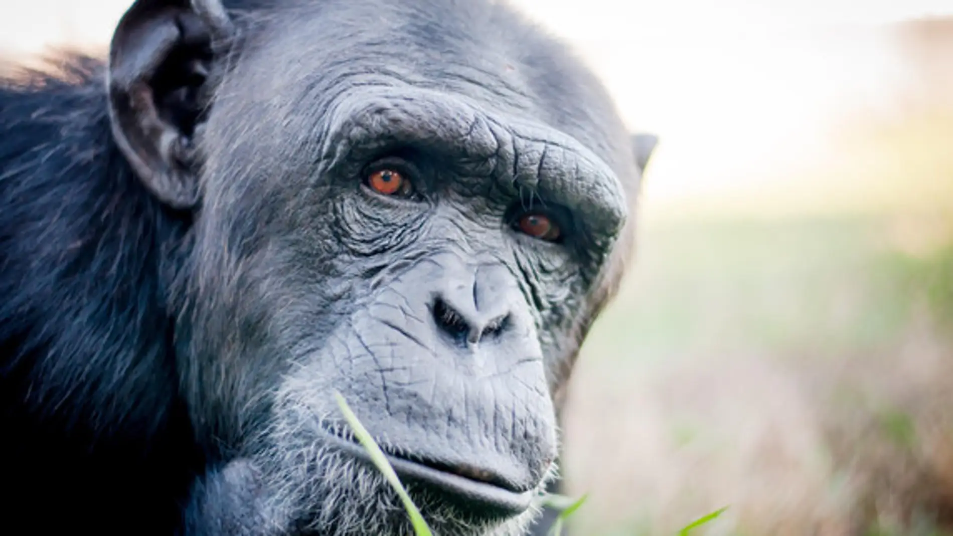 Uno de los chimpancés rehabilitados en la Fundación Mona