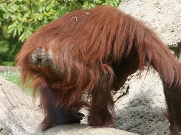 Si buscas la etiqueta #WildBum en Twitter, encontrarás muchos como este Si buscas la etiqueta #WildBum en Twitter, encontrarás muchos como este