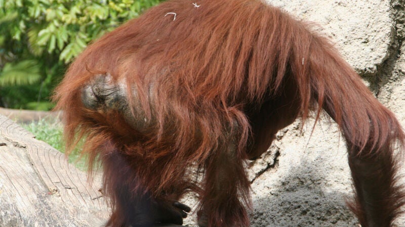 #WildBum: ¿por qué hay tantas fotos de traseros de animales en Twitter?