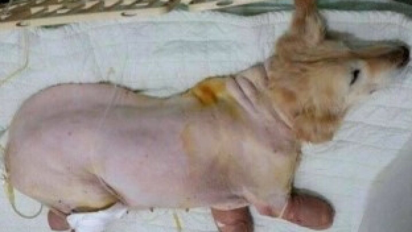 Chi Chi, un labrador con sus patas amputadas