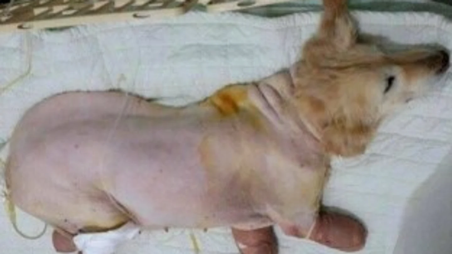 Chi Chi, un labrador con sus patas amputadas Chi Chi, un labrador con sus patas amputadas