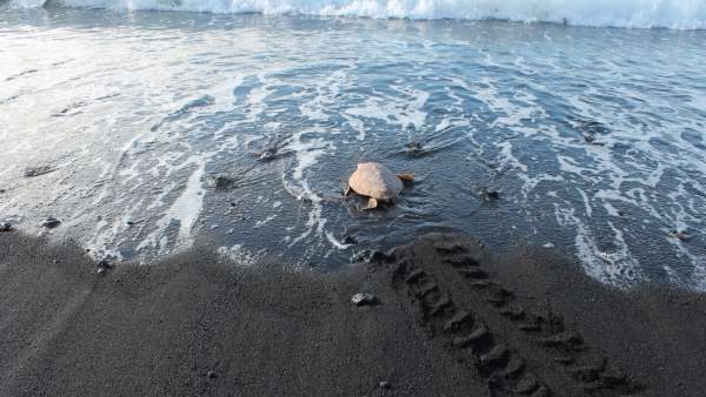 Liberan una tortuga boba que hab&iacute;a quedado enmallada en agosto de 2015