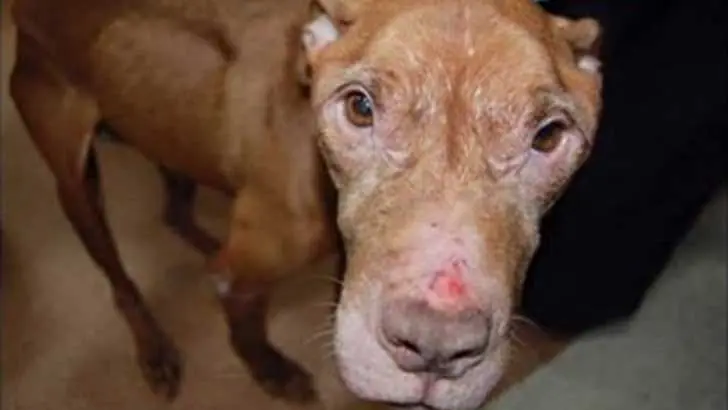 Jada tras ser rescatada