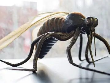 Mosquito en investigación para encontrar medidas contra el virus del Zika Mosquito en investigación para encontrar medidas contra el virus del Zika