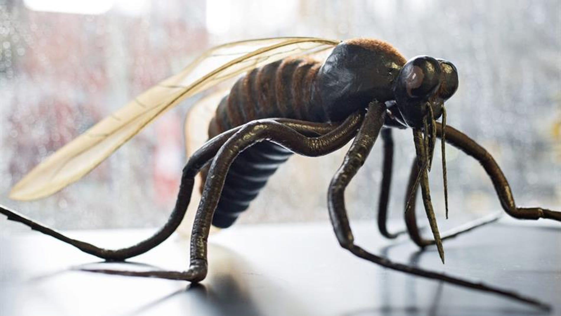 Mosquito en investigación para encontrar medidas contra el virus del Zika
