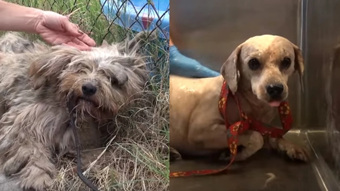 Imagen de Benji antes y después Imagen de Benji antes y después