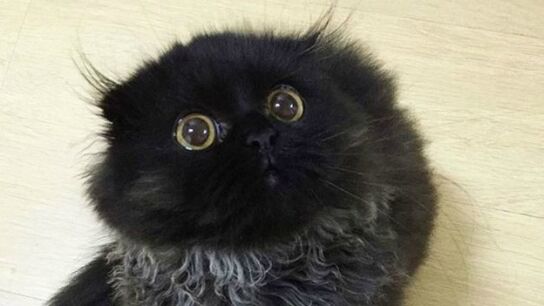 Gimo, el gato viral