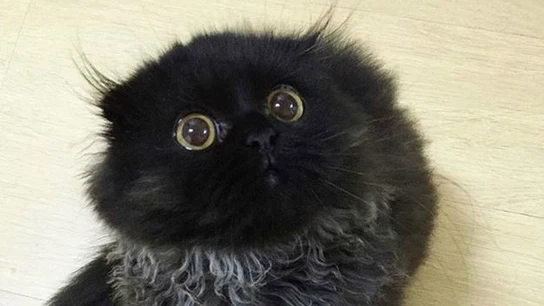 Gimo, el gato viral Gimo, el gato viral