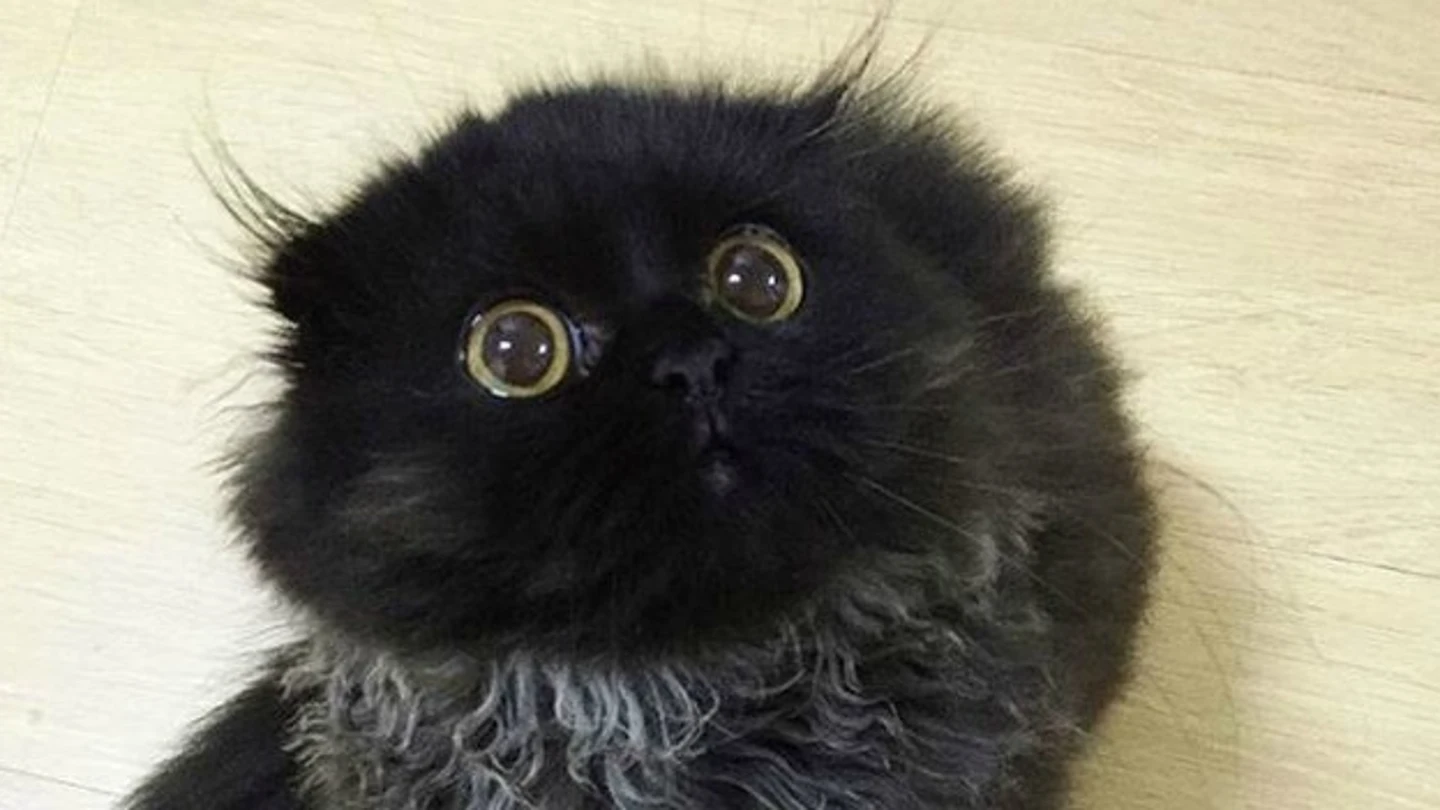 Gimo, el gato viral Gimo, el gato viral