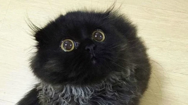 Gimo, el gato viral