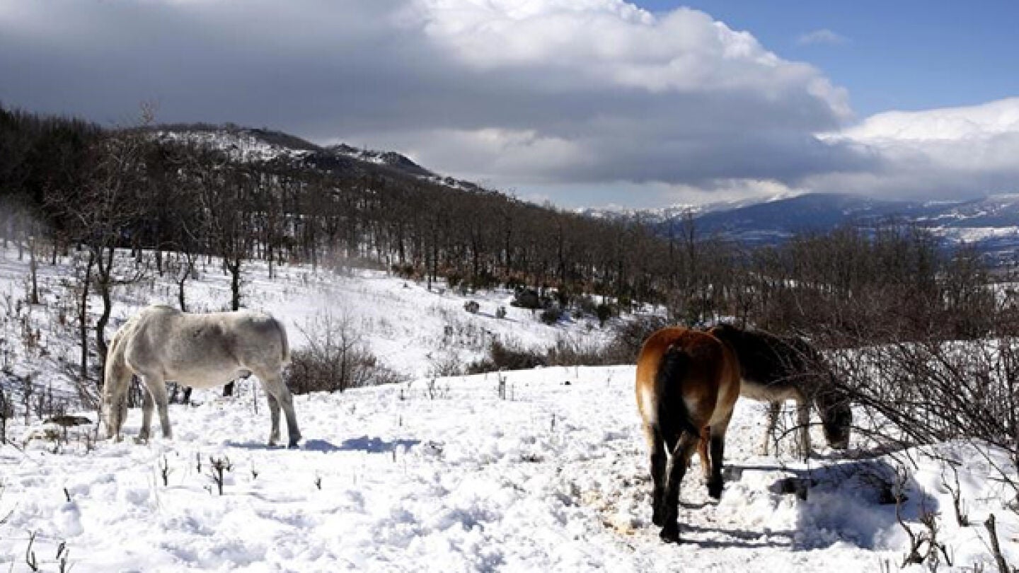 Caballos en un monte helado (Archivo)
