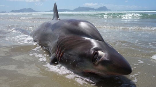 Imagen del tibur&oacute;n muerto en una playa de Nueva Zelanda
