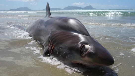 Imagen del tiburón muerto en una playa de Nueva Zelanda Imagen del tiburón muerto en una playa de Nueva Zelanda
