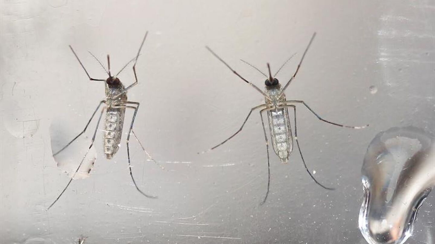 Mosquito virus Zika