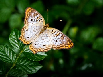 Una mariposa