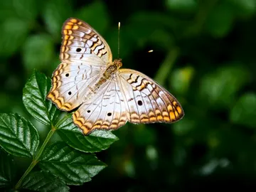 Una mariposa Una mariposa