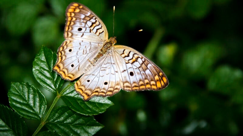 El efecto mariposa es mentira