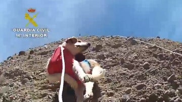 Rescate de un perro abandonado en la montaña