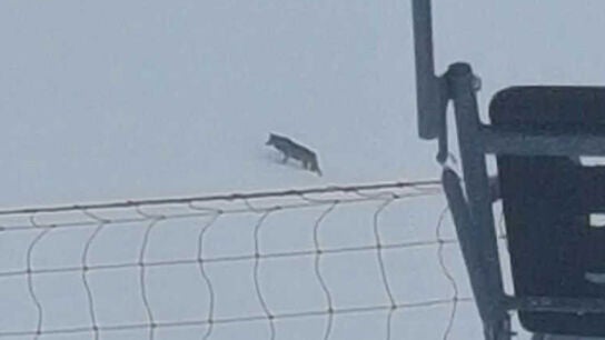 Imagen del lobo atravesando las pistas de esqu&iacute;